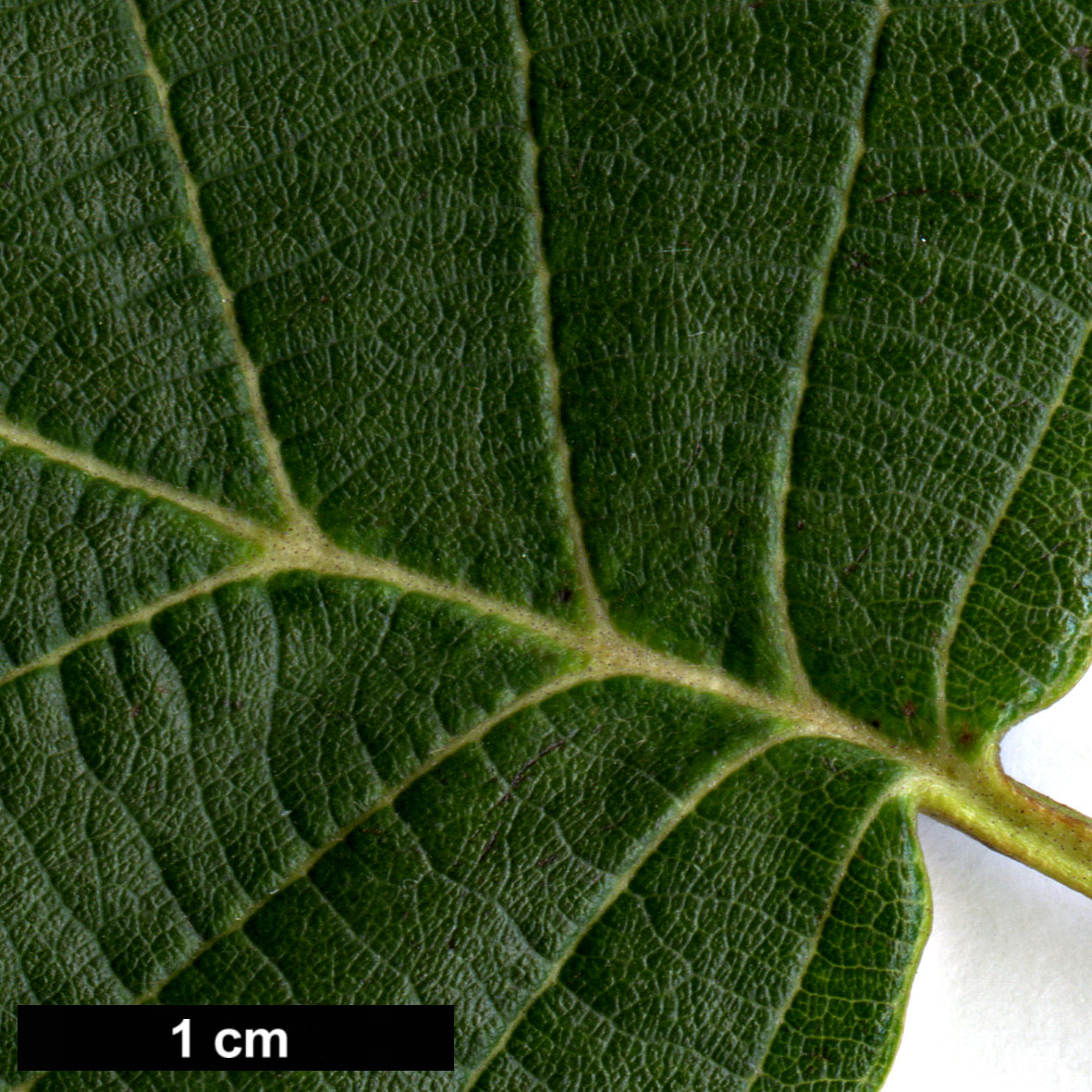 High resolution image: Family: Betulaceae - Genus: Alnus - Taxon: hirsuta - SpeciesSub: subsp. sibirica